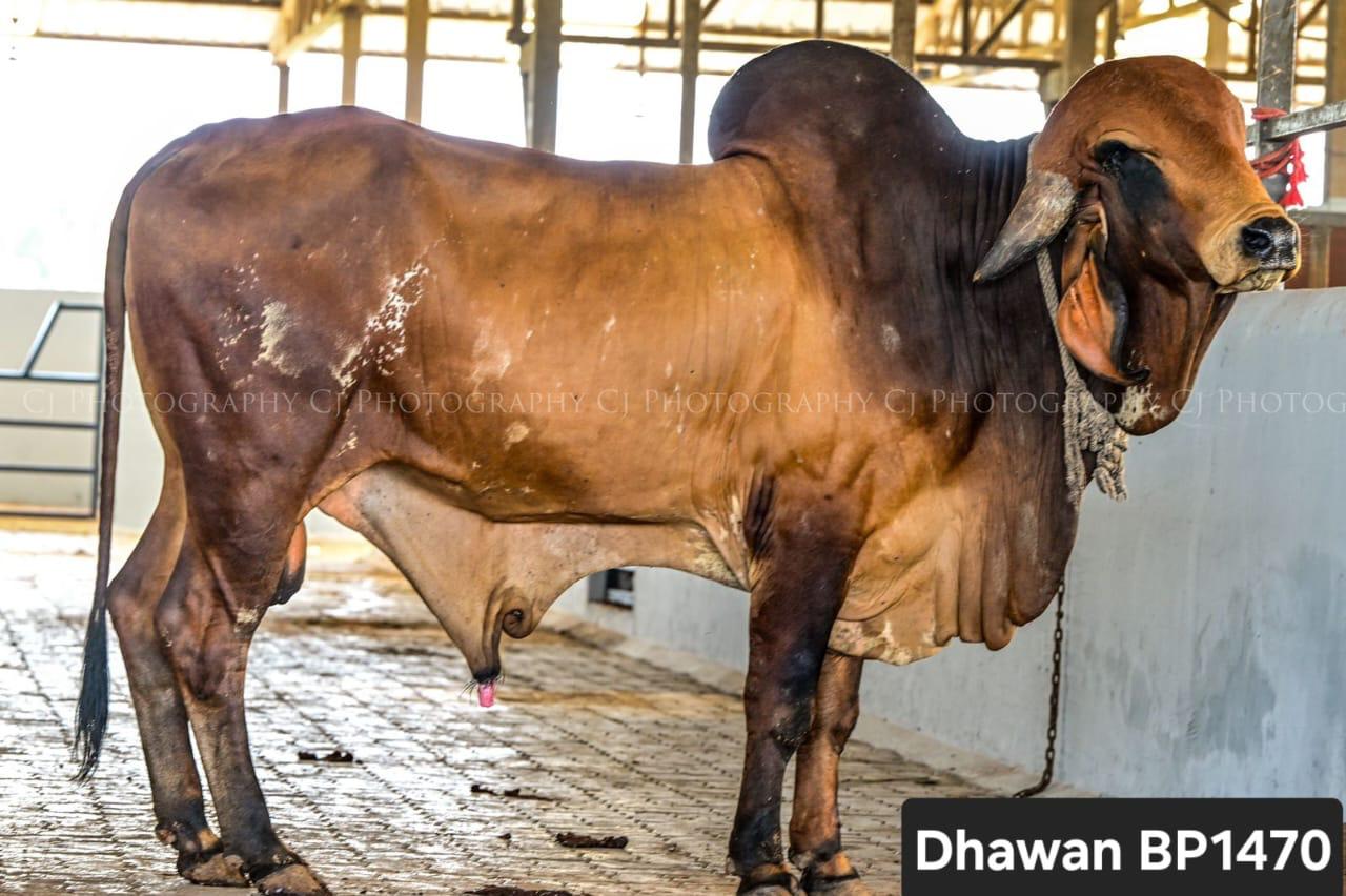 Community Celebration